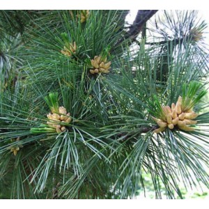 Pinus peuce  / Rumeelia mänd